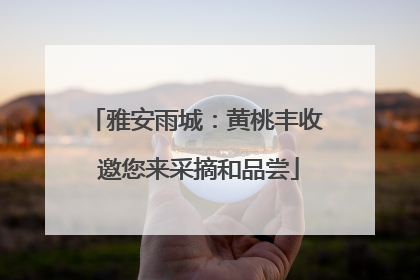 雅安雨城：黄桃丰收 邀您来采摘和品尝