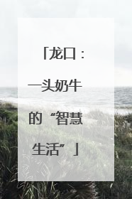 龙口：一头奶牛的“智慧生活”